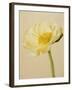 White poppy-Kate Mitchell-Framed Photographic Print