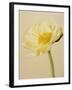 White poppy-Kate Mitchell-Framed Photographic Print