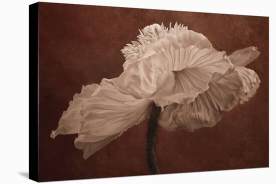 White Poppy-Cora Niele-Stretched Canvas