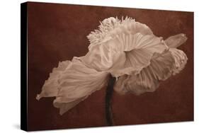 White Poppy-Cora Niele-Stretched Canvas