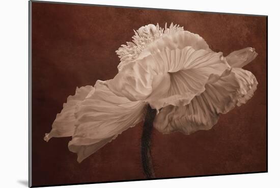White Poppy-Cora Niele-Mounted Photographic Print