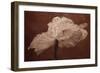 White Poppy-Cora Niele-Framed Premium Photographic Print