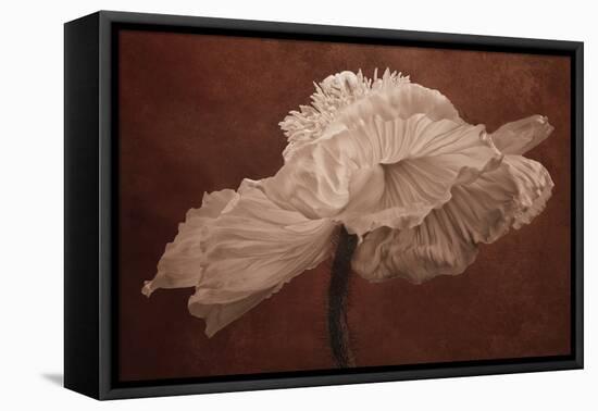White Poppy-Cora Niele-Framed Stretched Canvas