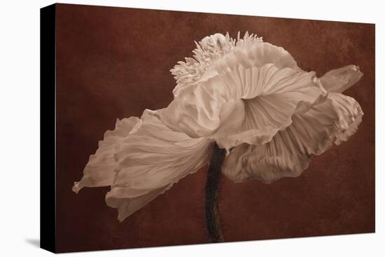 White Poppy-Cora Niele-Stretched Canvas