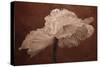 White Poppy-Cora Niele-Stretched Canvas