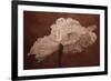 White Poppy-Cora Niele-Framed Photographic Print