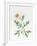 White Poppy-Sally Crosthwaite-Framed Giclee Print