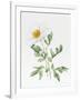 White Poppy-Sally Crosthwaite-Framed Giclee Print