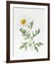 White Poppy-Sally Crosthwaite-Framed Giclee Print