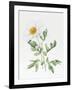 White Poppy-Sally Crosthwaite-Framed Giclee Print