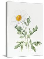 White Poppy-Sally Crosthwaite-Stretched Canvas