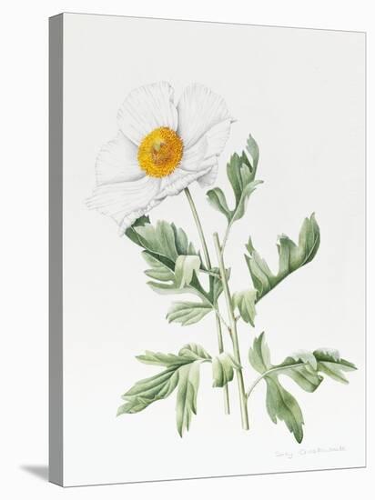 White Poppy-Sally Crosthwaite-Stretched Canvas