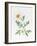 White Poppy-Sally Crosthwaite-Framed Giclee Print