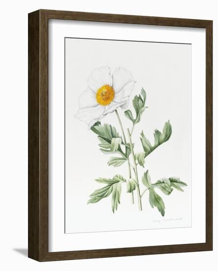 White Poppy-Sally Crosthwaite-Framed Giclee Print