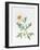 White Poppy-Sally Crosthwaite-Framed Giclee Print