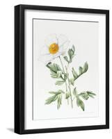 White Poppy-Sally Crosthwaite-Framed Giclee Print