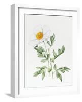 White Poppy-Sally Crosthwaite-Framed Giclee Print