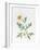 White Poppy-Sally Crosthwaite-Framed Giclee Print