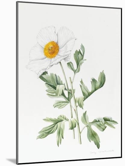 White Poppy-Sally Crosthwaite-Mounted Giclee Print