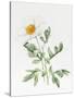 White Poppy-Sally Crosthwaite-Stretched Canvas