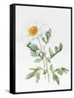 White Poppy-Sally Crosthwaite-Framed Stretched Canvas