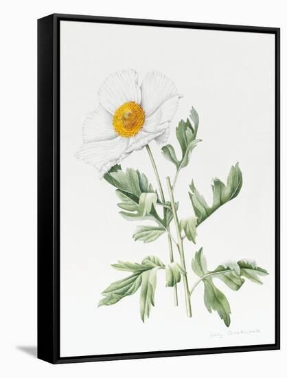 White Poppy-Sally Crosthwaite-Framed Stretched Canvas