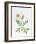 White Poppy-Sally Crosthwaite-Framed Premium Giclee Print