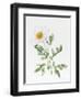 White Poppy-Sally Crosthwaite-Framed Premium Giclee Print