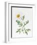 White Poppy-Sally Crosthwaite-Framed Premium Giclee Print