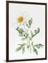 White Poppy-Sally Crosthwaite-Framed Premium Giclee Print