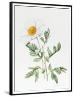 White Poppy-Sally Crosthwaite-Framed Premium Giclee Print