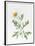 White Poppy-Sally Crosthwaite-Framed Premium Giclee Print