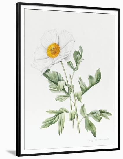 White Poppy-Sally Crosthwaite-Framed Premium Giclee Print