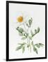 White Poppy-Sally Crosthwaite-Framed Premium Giclee Print