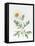 White Poppy-Sally Crosthwaite-Framed Stretched Canvas