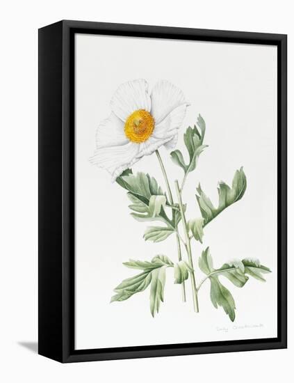 White Poppy-Sally Crosthwaite-Framed Stretched Canvas