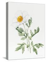 White Poppy-Sally Crosthwaite-Stretched Canvas