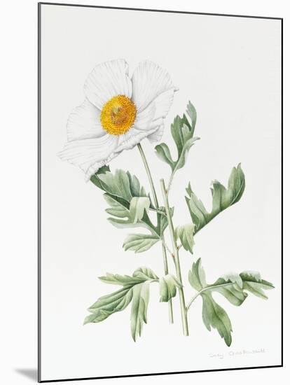 White Poppy-Sally Crosthwaite-Mounted Giclee Print