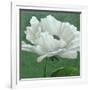 White Poppy-John Zaccheo-Framed Giclee Print