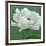 White Poppy-John Zaccheo-Framed Giclee Print