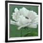 White Poppy-John Zaccheo-Framed Giclee Print