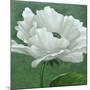 White Poppy-John Zaccheo-Mounted Giclee Print