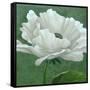 White Poppy-John Zaccheo-Framed Stretched Canvas