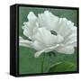 White Poppy-John Zaccheo-Framed Stretched Canvas