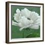 White Poppy-John Zaccheo-Framed Giclee Print