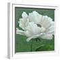 White Poppy-John Zaccheo-Framed Giclee Print