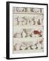 White Pottery on Shelves-Francis Hammond-Framed Photographic Print