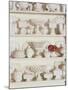 White Pottery on Shelves-Francis Hammond-Mounted Photographic Print