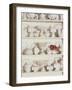 White Pottery on Shelves-Francis Hammond-Framed Photographic Print