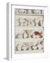 White Pottery on Shelves-Francis Hammond-Framed Photographic Print